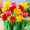 Tulpenzwiebeln，Tulpenzwiebeln Winterhart MehrjäHrig Mix MehrjäHrigTulpenzwiebeln Zum Pflanzen Im FrüHjahr，Blumenzwiebeln，FrüHling Pflanze Topfpflanzen Herbst -25zwiebelns-I