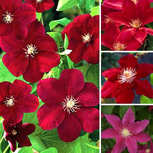 Clematis Dark Red 9cm #1