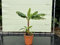 Banana - MUSA DWARF CAVENDISH - 150 cm - A+