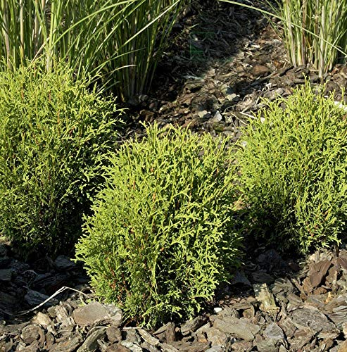 Lebensbaum Tiny Tim 20-25cm - Thuja occidentalis