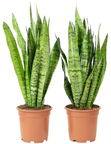 2x Bogenhanf, pflegeleichte Zimmerpflanzen, Sansevieria zeylanica - Höhe ca. 65 cm, Topf-Ø 17 cm