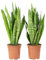 2x Bogenhanf, pflegeleichte Zimmerpflanzen, Sansevieria zeylanica - Höhe ca. 65 cm, Topf-Ø 17 cm