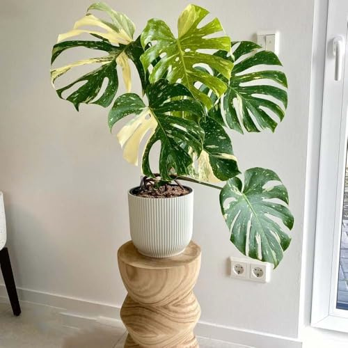 monstera heckenpflanzen indoor garden, gartenpflanzen kletterpflanzen winterhart topfpflanzen pflegeleichte zimmerpflanzen, balkonpflanzen monstera variegata exotische 50samen