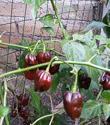 SEMI PEPERONCINO HABANERO CHOCOLAT+ GUIDA ALLA COLTIVAZIONE …