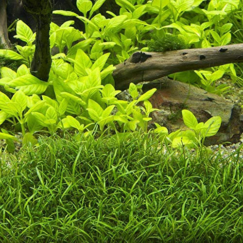 PondPlantsUK 2 x Live Plants for aquascaping, mosses, Fern, Tropical Aquatic Plants in Ceramic Weights (Lilaeopsis Brasiliensis)