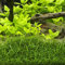 PondPlantsUK 2 x Live Plants for aquascaping, mosses, Fern, Tropical Aquatic Plants in Ceramic Weights (Lilaeopsis Brasiliensis)
