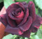 Maroon Rose - Hybrid Tea Bush Rose - Dark Red Velvety Petals Bloom- 3 Litre Pot