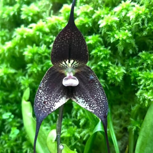 Orchideensamen Affengesicht, Dracula simia, Affen Orchidee, garten seltene bio affengesicht orchidee 100Samen