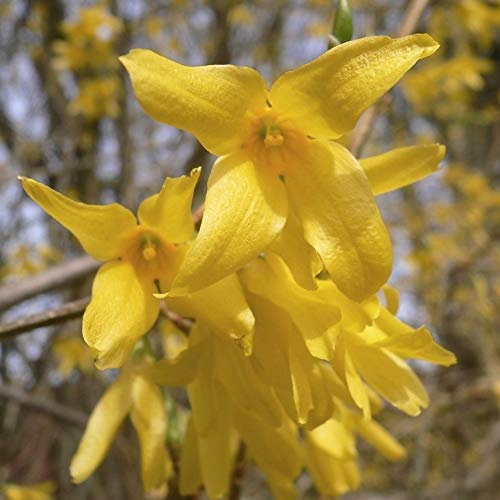 Forsythie Lynwood Goldglöckchen leuchtend hellgelbe Blüten Strauch, 40-60 cm mit 3 Liter Topfballen