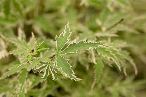 Acer palmatum 'Butterfly' 60-80 cm, Japanischer Ahorn, grün-weiß panaschierte Blätter, Herbstfärbung rot, ideal für Kübel, pflegeleicht, winterhart