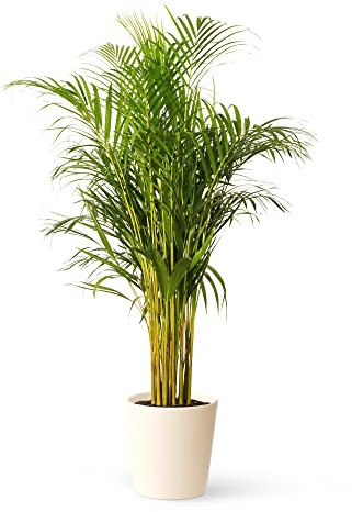 Areca - Planta Natural de Interior - Purificadora de Aire - April Plants - Altura: 80-90 cm
