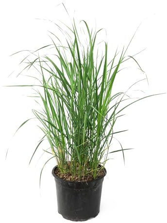 Plant in a Box - Calamagrostis Karl Foerster - Gras - Ziergras - Topfgröße 23 cm - Höhe 40-60 cm