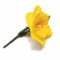 ORIGINMENSWEAR Wales St Davids Day Traditional Welsh Lady Costume - Daffodil Lapel Badge
