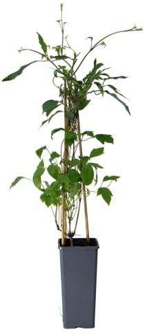 mgc24 Kletterpflanze Clematis montana Rubens Anemonen-Waldrebe im 2l-Container 3 Pflanzen