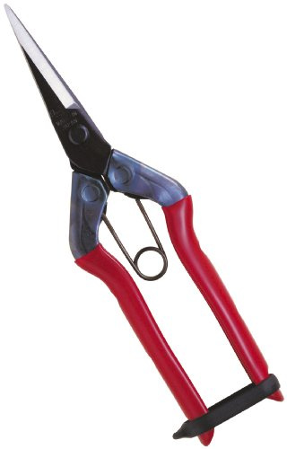 Chikamasa brote tijeras T-550 (jap?n importaci?n)