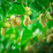 15 pcs maulbeerbaum kaufen samen - bonsai tree indoor garten geschenk pflanzendeko,maulbeere,Morus alba,maulbeeren baum exotische früchte topfpflanzen draußen winterhart gewächshaus