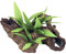 Rosewood Mopani Wood with Plants Aquarium Decor, Small