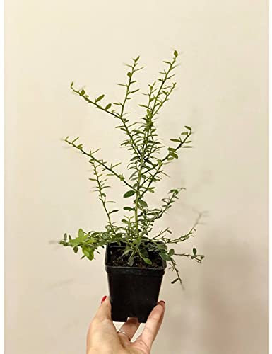 Pianta di Limone Caviale Vaso 7cm, Altezza10cm