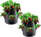 Foxananyn 2 Pièces Fraisier Hauteur | Pot Fraisier de | Fraisiers A Planter Perméables et Respirantes À 6 Trous | Sac de Plantation pour Fraises | Bacs Culture en Tissu Non Tissé pour Fruits Légumes