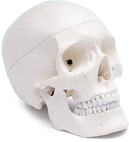 Cranstein A-210 anatomischer Schädel | Medizin Studium und Ausbildung | Totenkopf | Schädel Anatomie Modell | Schädel Modell