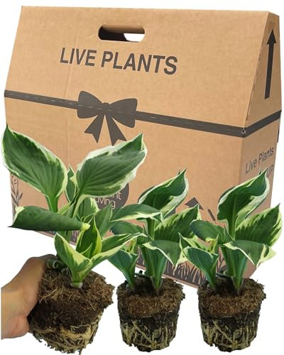 3 Hosta Plants Ready for Planting - Grown in Large 1Ltr Pots. Easy Care, Established Ornamental Hardy Garden Ready Outdoor Ground Cover Shrub. Herbaceous Perennial Great for Shady or Sunny Areas.