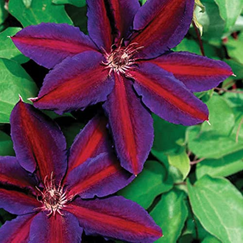 Weiß-Rot-Rosa-Violett Farben, Clematis Rhizome, MehrjäHrig, Dauerblüher Kletterpflanzen, winterhart mehrjährig-4zwiebeln-I