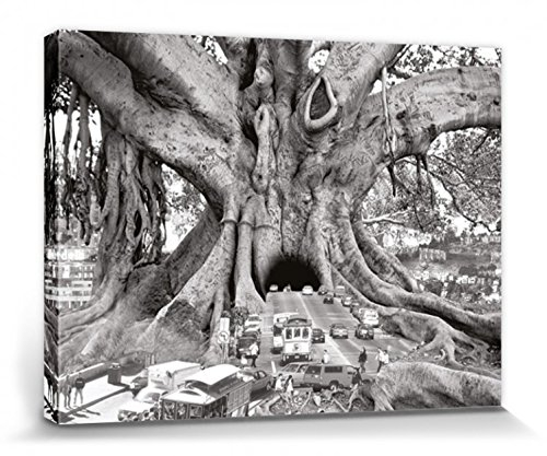 1art1 Bäume Poster Touristenfalle San Francisco, Thomas Barbey Bilder Leinwand-Bild Auf Keilrahmen | XXL-Wandbild Poster Kunstdruck Als Leinwandbild 80x60 cm