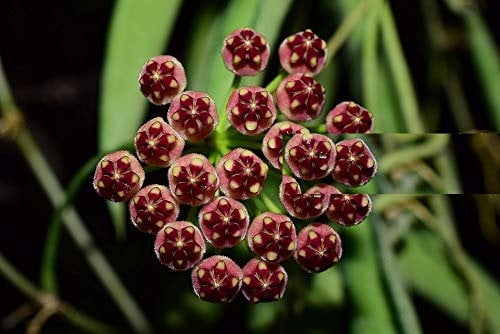 1 PIANTA DI HOYA WAYETII FIORE DI CERA VASO 12CM Perenni