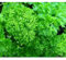 Perejil, Moss encrespada Parsely semillas, orgánico, no-GMO, 50 semillas por paquete.