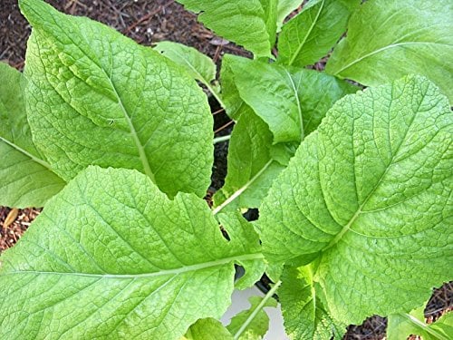 600 + FLORIDA LATIFOGLIA senape organici non OGM Primavera/Autunno Giardino USSeed