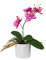 creativ home Kunstblume MINIPHALENOPSIS (Orchidee) im KERAMIKTOPF. Phalenopsis ca 20 cm. Fuchsia, LILA