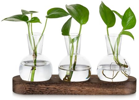 Glasseam Pflanzen Terrarium Glas für Pflanzenliebhaber: 3 Glasvasen Propagation Station mit Braunem Holztablett für Wohnzimmer Tischdeko - Hydrokultur Vase Klein für Blumen Pflanzen Stecklinge Kräuter