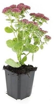 Exotenherz Fette Henne - Sedum telephium 'Herbstfreude' - pflegeleichte Staude - 9cm Topf - Set mit 6 Pflanzen