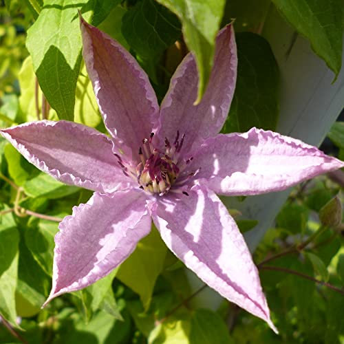 GardenersDream Clematis Hagley Hybrid - Rosa Kletterpflanzen Winterhart - Clematis Winterhart Mehrjährig Pflanze - Balkon Pflanzen Hybrid