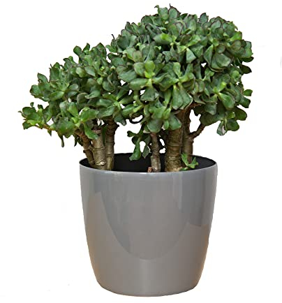 botle Pot de Fleur Rond Cache Pot en Plastique Jardiniere pour Plantes PlantesExterieures et Interieures Pot Brillant Gris D 250 mm H 220 mm