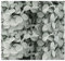 Fleurs séchées d'hortensia gris clair - Petites feuilles - Décoration préservée pour loisirs créatifs - Fleurs pressées pour bougies, loisirs créatifs, mariage, loisirs créatifs