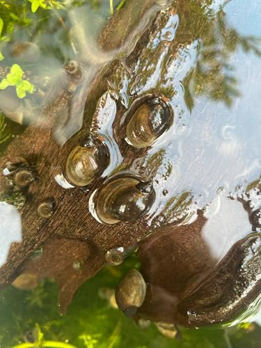 20x Wandering Pond Snails UK Native Snails Pack Superb Algae Eaters Live Pond Snail Fish Bog
