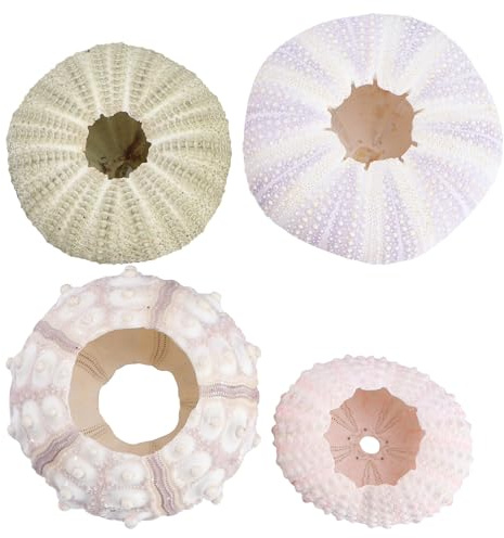 Toddmomy Base pour Air Plants Coquille D’oursin Créative 4 Pièces Rose | Décoration Intérieure, DIY Plantation de Tillandsia, Format Compact 20x18x5cm Style Aléatoire