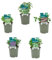 Verdecora Pack de 5 Plantas Aromáticas naturales en maceta de Ø11 cm | Selección Aleatoria de Especies Aromáticas y Culinarias | Hierbas Frescas para Cocina, Jardines y Huertos Urbanos