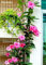 50 PC / bag Rare Dipladenia sanderi Samen Stauden Kletter Mandevilla sanderi Blumen im Freien Zier Bonsai Gartenpflanze 6