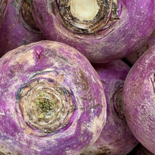 Swede Seeds - 250 Swede Marian Seeds - Very Hardy OverWinter UK Vegetable - Plant and Grow Your Own Vegetables Ideal for Greenhouse, Garden, Polytunnel, Large Pots or Containers