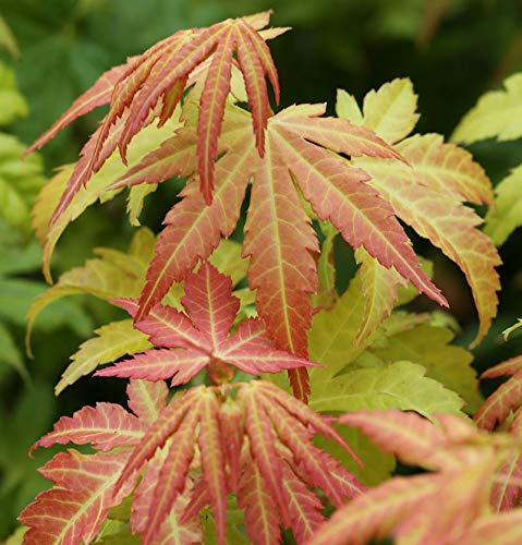 Fächerahorn Orange Dream 40-60cm - Acer palmatum - Gartenpflanze