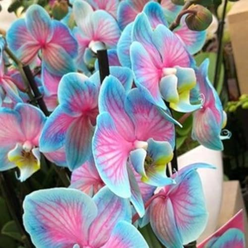 Natürlich, Phalaenopsis Orchideen,Orchideen Pflanzen,Cymbidium Pflanzen Rhizome,Winterhartes,Cymbidium Zwiebeln Winterhart Mehrjährig,Kolibri Orchids-15 Zwiebeln-F