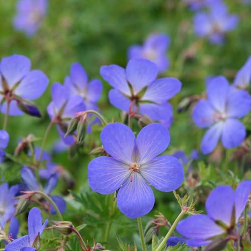 Plant Theory 9cm Pot Geranium Johnsonii Johnsons Blue Cranesbill Perennial