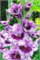 Gladiolenzwiebeln,Viele Blumen, Regenbogenfarben,FrüHblüHend,Gartenzwiebeln,Winterhart, Balkon, Topfpflanzen, Gladiolen,Geheimnisvolle Zauberzwiebeln-15zwiebeln-B