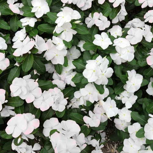 Carbeth Plants Busy Lizzie Impatiens White Bedding Plants 1 x 6 Pack - Vibrant Garden Flowers Ready to Plant - Easy Grow Outdoor Shade Loving Shrubs - Ideal for Beds, Patio Pots and Hanging Baskets