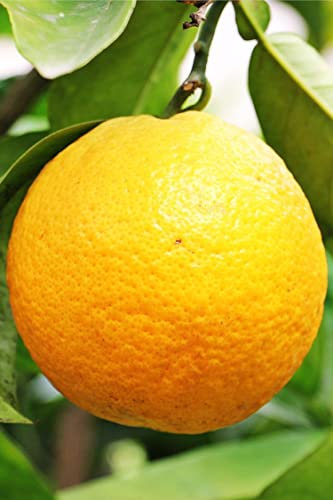 Albero di arancio Vaniglia pianta di arancia varietà Vaniglia pianta di arancio in vaso Età 2 anni pianta vera di arance venduta da eGarden.store