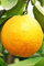 Albero di arancio Vaniglia pianta di arancia varietà Vaniglia pianta di arancio in vaso Età 2 anni pianta vera di arance venduta da eGarden.store