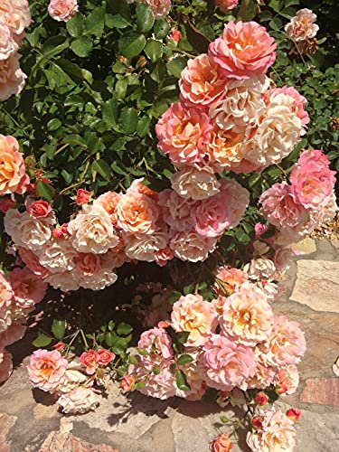Rosa Kordes Rosen Cubana pianta di rose tappezzante in vaso ø19 cm FOTO REALE Vivaio di Castelletto