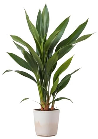 SMPLY. - Aspidistra - Plantas Vivas - Flores Naturales de Interior Planta Terraza Jardín - Maceta 17cm
